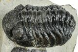 Pair Of Austerops Trilobite - Visible Eye Facets #254547-1